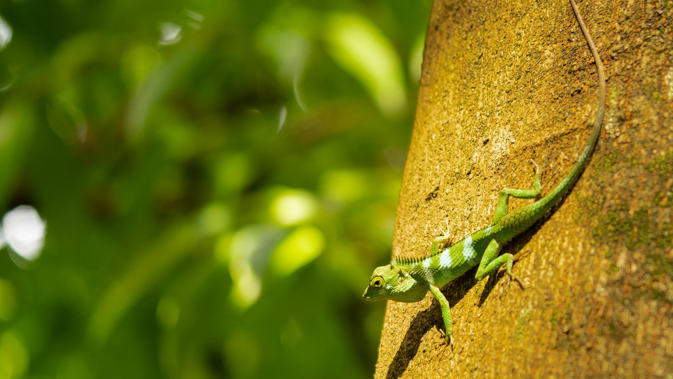 cameleon droite