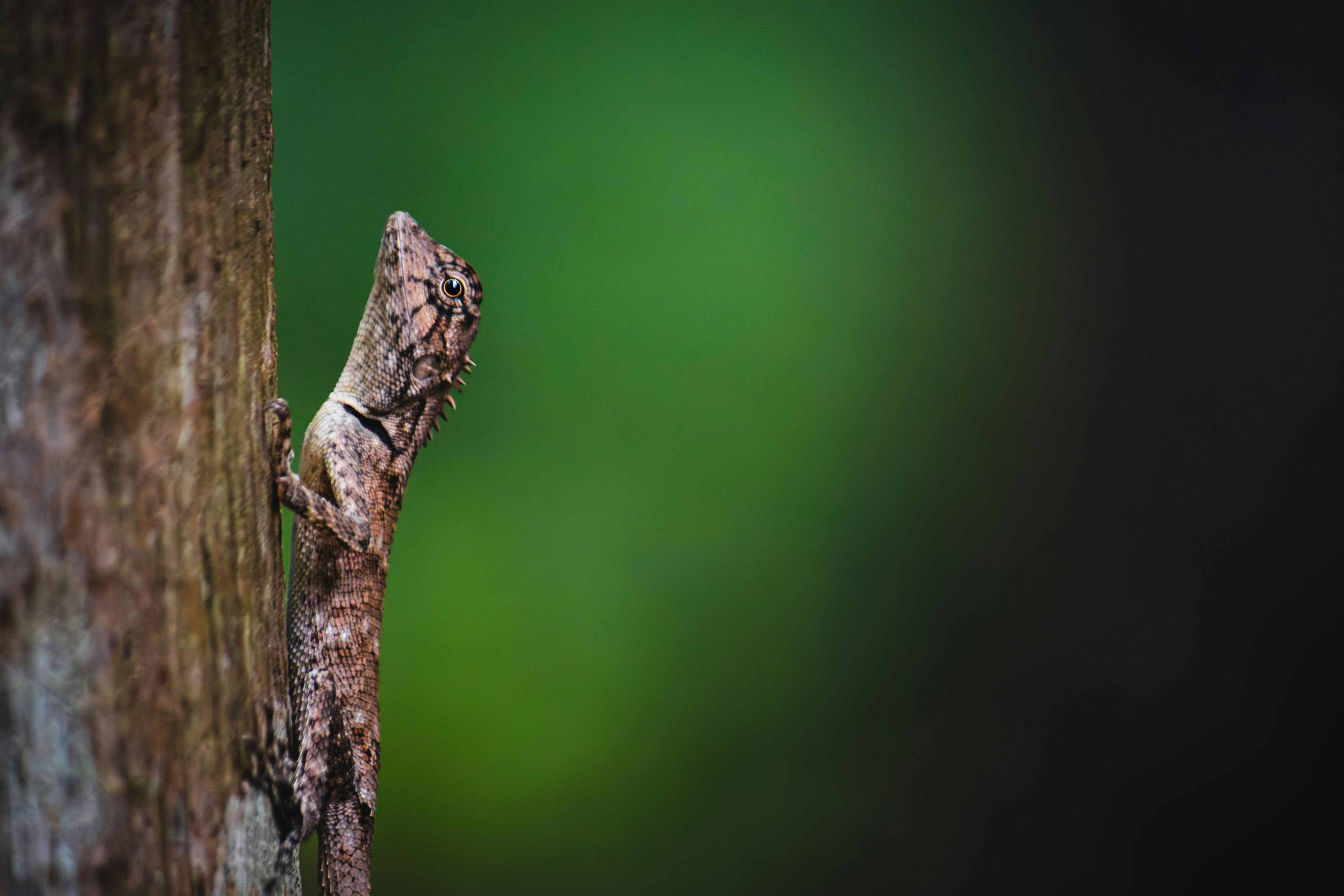 cameleon gauche