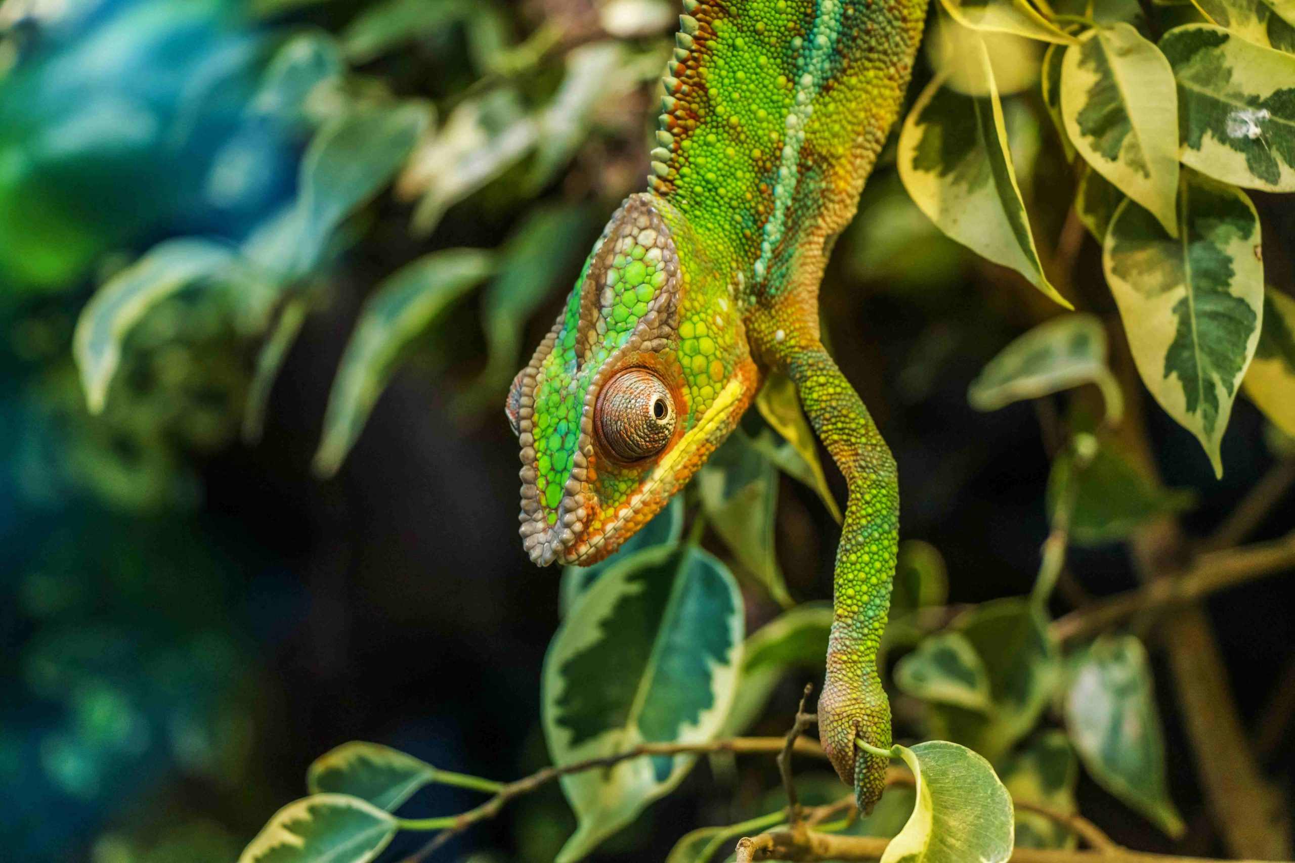 cameleon gros plan