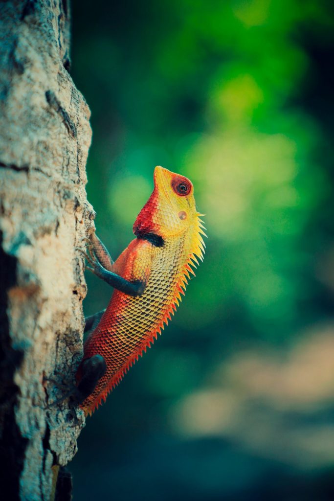 Cameleon couleurs vives - Komikae